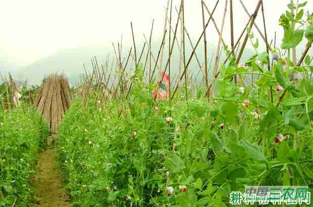 荷兰豆苗 豌豆苗(荷兰豆和豌豆苗)